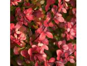 Berberis thunbergii Atropurpurea Nana - image 1