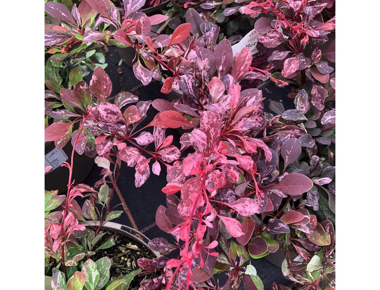 Berberis thunbergii atropurpurea Rose Glow