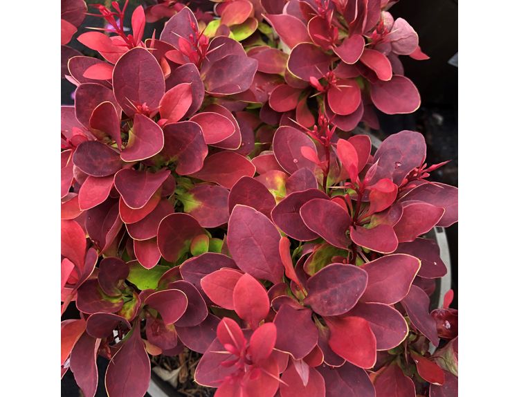 Berberis thunbergii Ruby Star