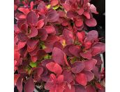 Berberis thunbergii Ruby Star