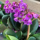 Bergenia cordifolia - image 2