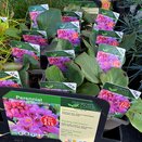 Bergenia cordifolia - image 1