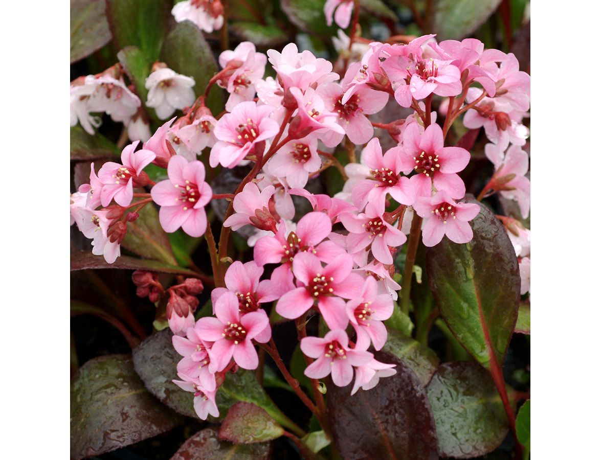 Bergenia Dragonfly Sakura 2 Litre Pot Knights Garden Centres