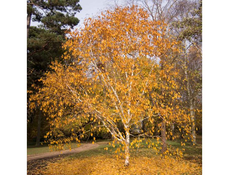 Betula Utilis var. jacquemontii - image 2