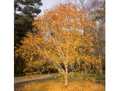 Betula Utilis var. jacquemontii - image 2