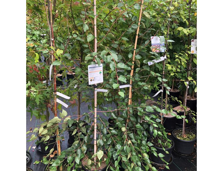 Betula Utilis var. jacquemontii - image 3