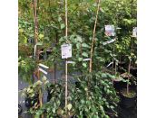Betula Utilis var. jacquemontii - image 3