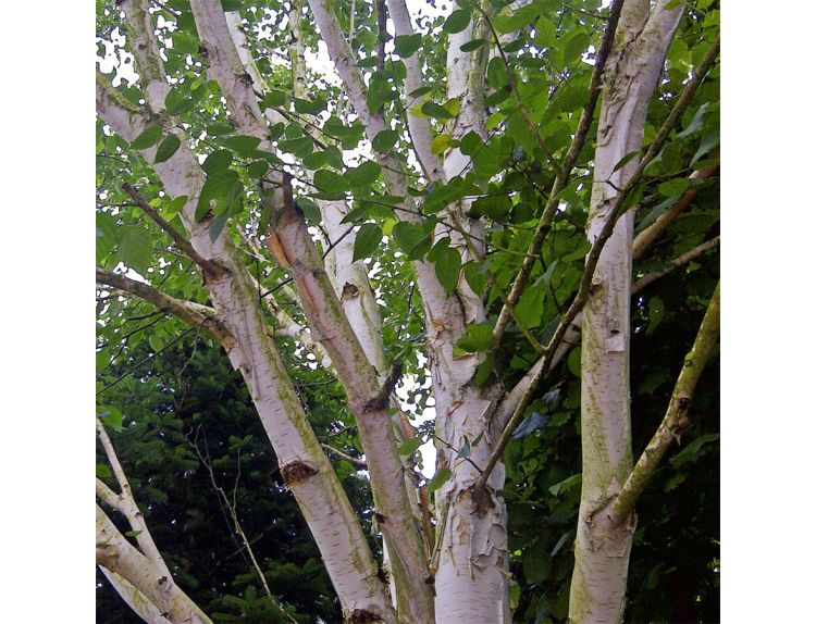 Betula Utilis var. jacquemontii - image 1