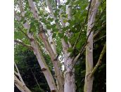 Betula Utilis var. jacquemontii - image 1