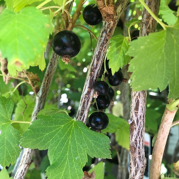 Blackcurrant Ben Tirran