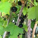 Blackcurrant Ben Tirran