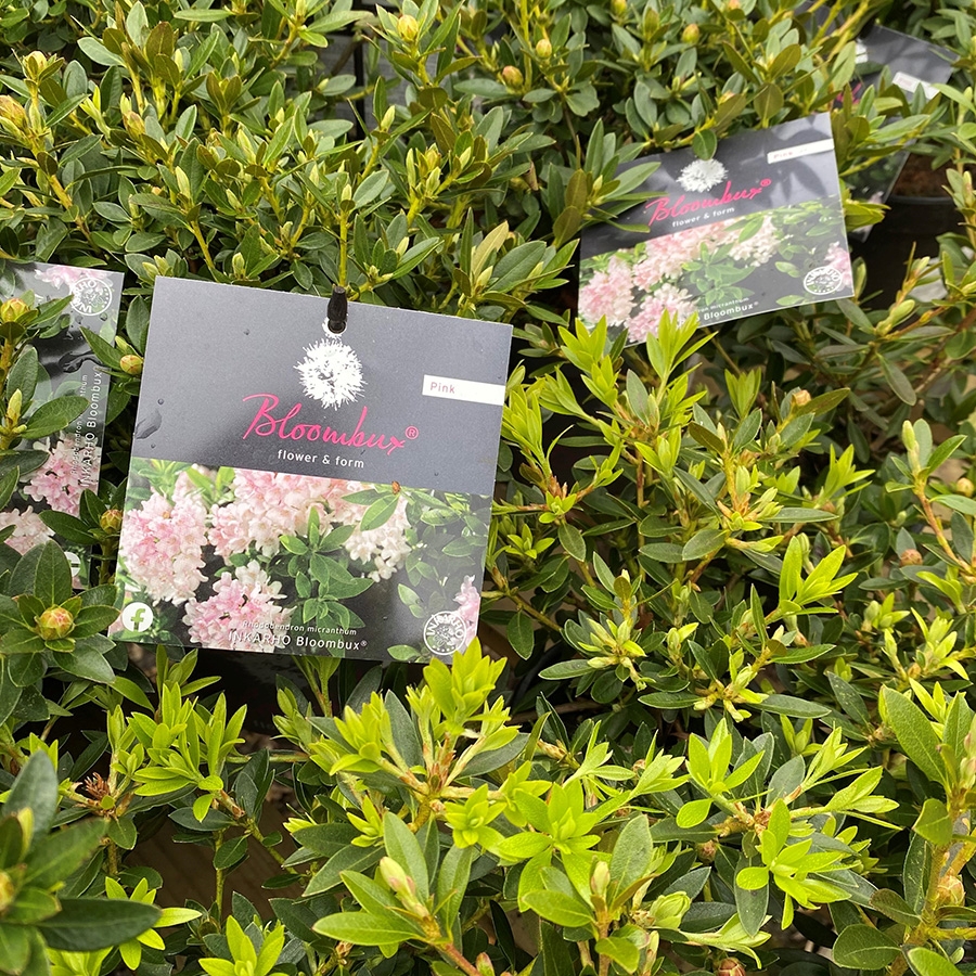 Bloombux Pink 10.5cm pot Knights Garden Centres