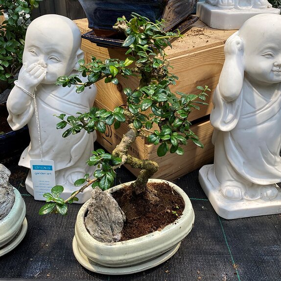 Bonsai Carmona S-shape