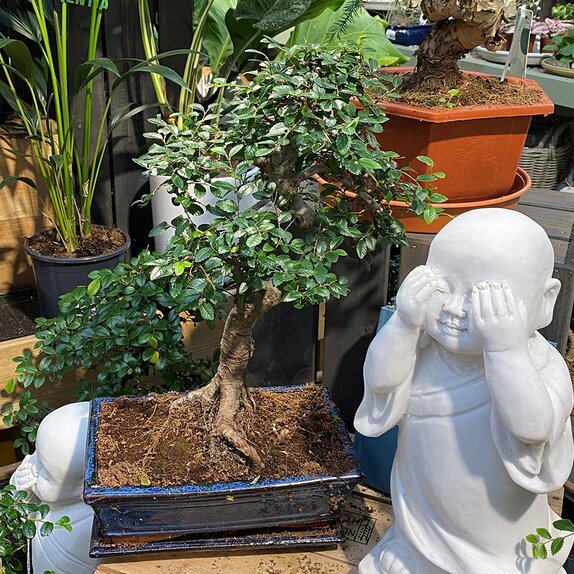 Bonsai Zelkova S-shape