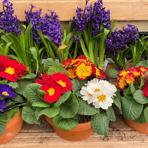 Bowl of Primroses - image 1