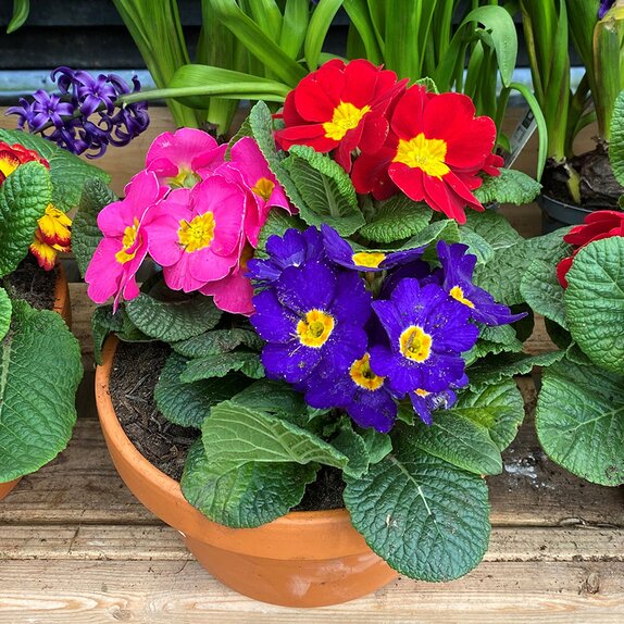 Bowl of Primroses - image 2