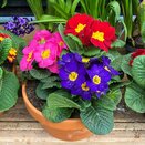 Bowl of Primroses - image 2