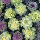 Brassica mixed