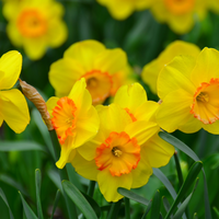 British Grown Daffodils