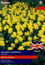British Grown Daffodils - Golden Trumpets