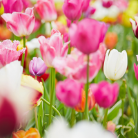 British Grown Tulips