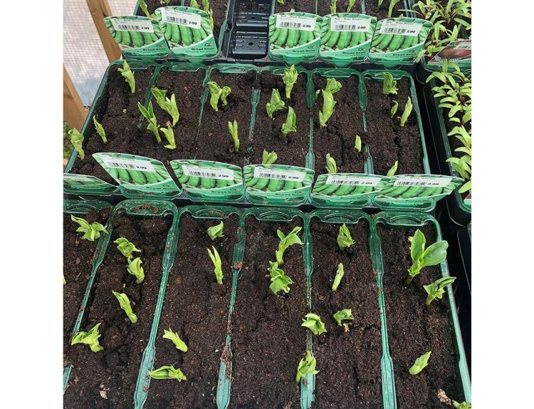 Broad Bean Bunyards Exhibition 15cm Strip of Seedlings