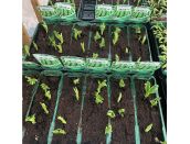 Broad Bean Bunyards Exhibition 15cm Strip of Seedlings