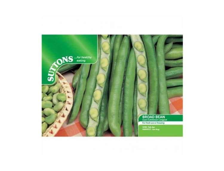Broad Bean Seeds Giant Exhibition Longpod - image 1