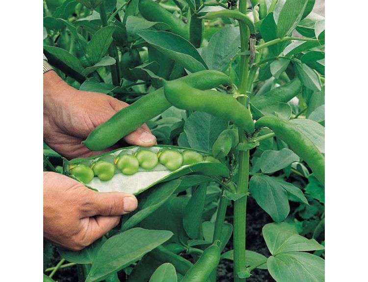 Broad Bean Seeds Masterpiece Green Longpod - image 1