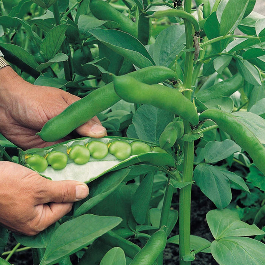Broad Bean Seeds Masterpiece Green Longpod Knights Garden Centres