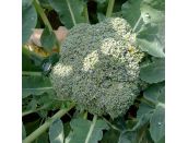 Broccoli Calabrese Marathon F1 15cm Strip of Seedlings - image 2
