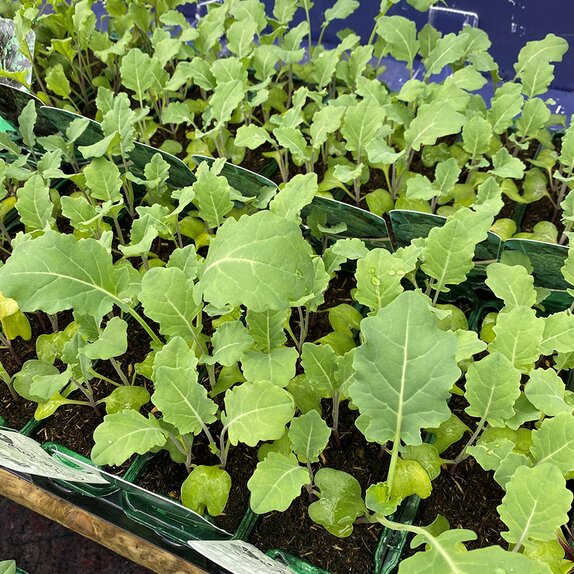 Broccoli Calabrese Marathon F1 15cm Strip of Seedlings - image 1