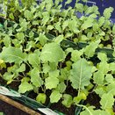 Broccoli Calabrese Marathon F1 15cm Strip of Seedlings - image 1