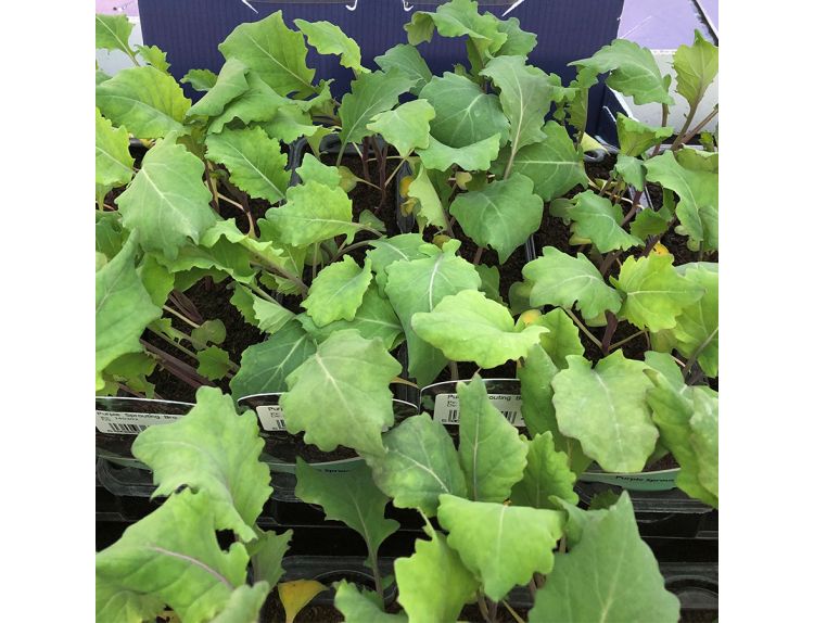 Broccoli Purple Sprouting 15cm Strip of Seedlings - image 1