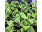 Broccoli Purple Sprouting 15cm Strip of Seedlings - image 1