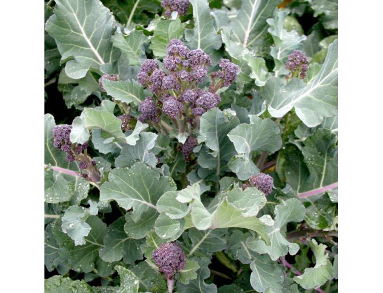 Broccoli Purple Sprouting 15cm Strip of Seedlings - image 2