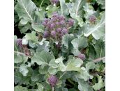 Broccoli Purple Sprouting 15cm Strip of Seedlings - image 2