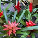 Bromelia mix