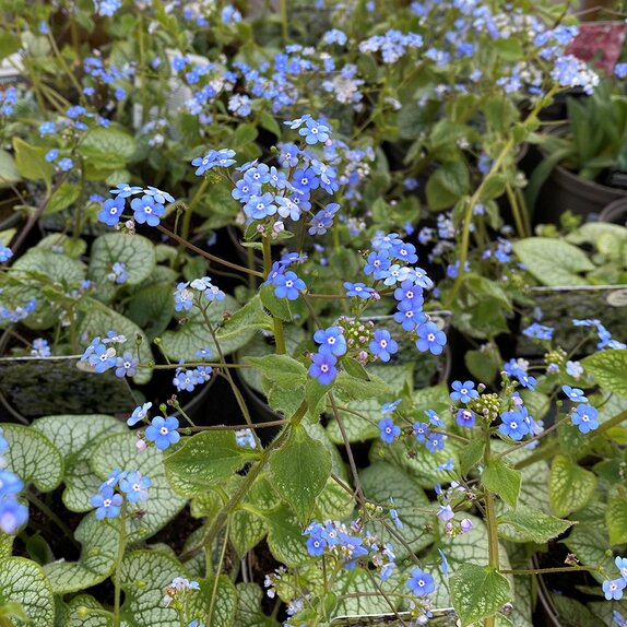 Brunnera Jack Frost