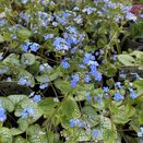 Brunnera Jack Frost