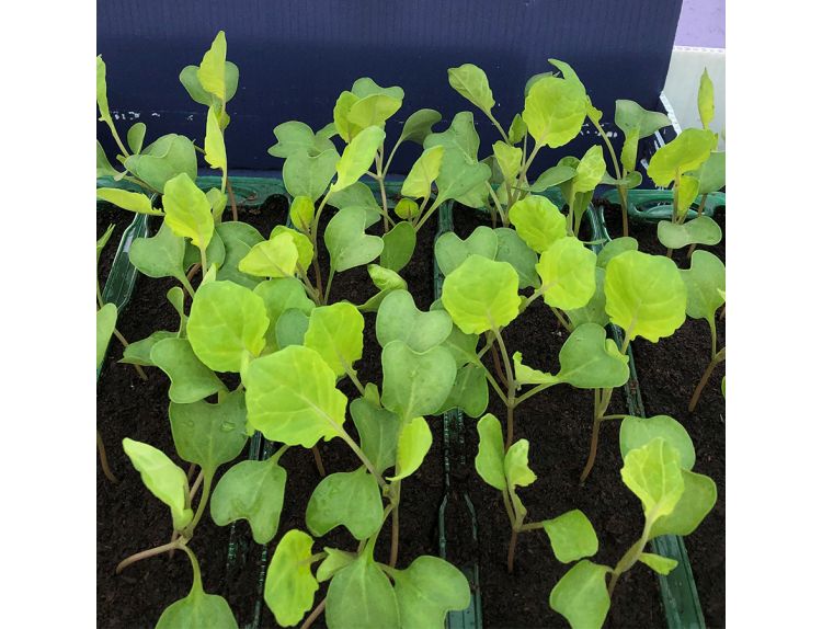 Brussel Sprouts Brilliant F1 15cm Strip of Seedlings - image 1