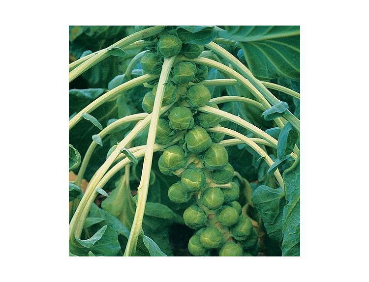 Brussel Sprouts Brilliant F1 15cm Strip of Seedlings - image 2