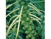 Brussel Sprouts Brilliant F1 15cm Strip of Seedlings - image 2