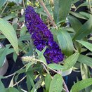 Buddleja Davidii Black Knight