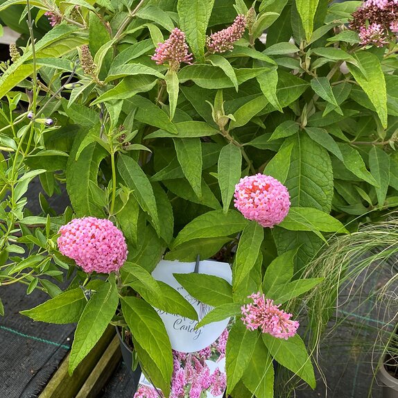Buddleja davidii 'Butterfly Candy'® Little Pink