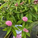 Buddleja davidii 'Butterfly Candy'® Little Pink