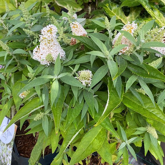 Buddleja davidii 'Butterfly Candy'® Little White