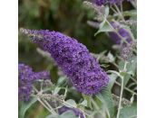 Buddleja davidii Lochinch