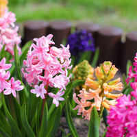 Bulb Collections & Combinations