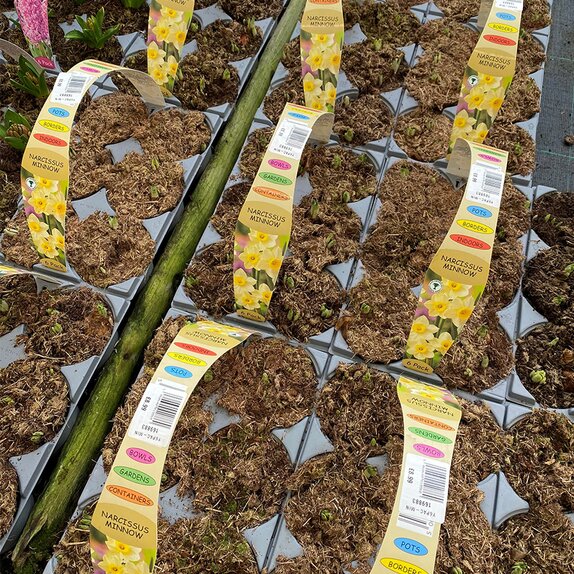 Bulb Pack Narcissi Minnow